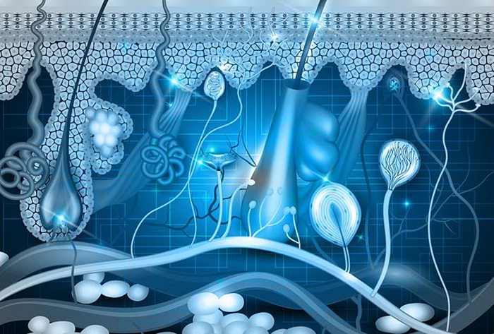 Absorción Percutánea