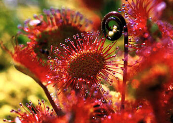 Adipo Trap: el poder de las plantas carnívoras