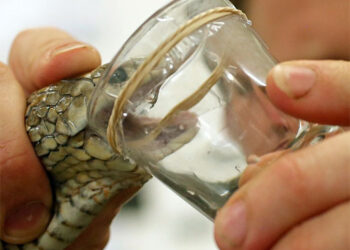 Venenos en la piel: últimos avances en cosmética