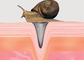 La baba de caracol en los productos cosméticos