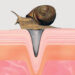 La baba de caracol en los productos cosméticos