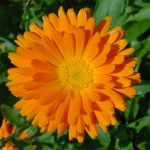 CALENDULA