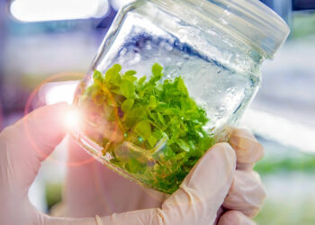 CELULAS MADRE VEGETALES