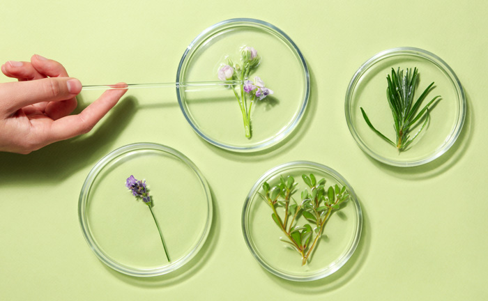 CELULAS MADRE VEGETALES