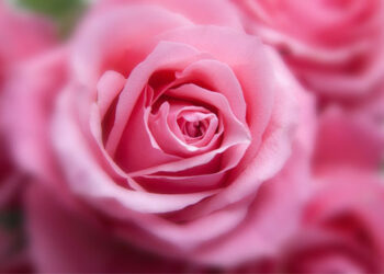 Rosa Damascena: un antiguo y bello tesoro para la estética