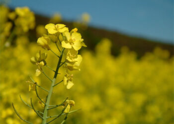 Los fosfolípidos, un ingrediente multifuncional de la química cosmética