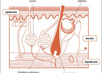 Los anexos cutáneos