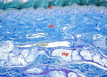 Dermis conjuntiva: estratos papilar y reticular
