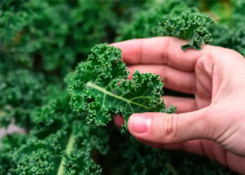 Kale: el superalimento que también transforma la piel