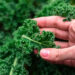 Kale: el superalimento que también transforma la piel