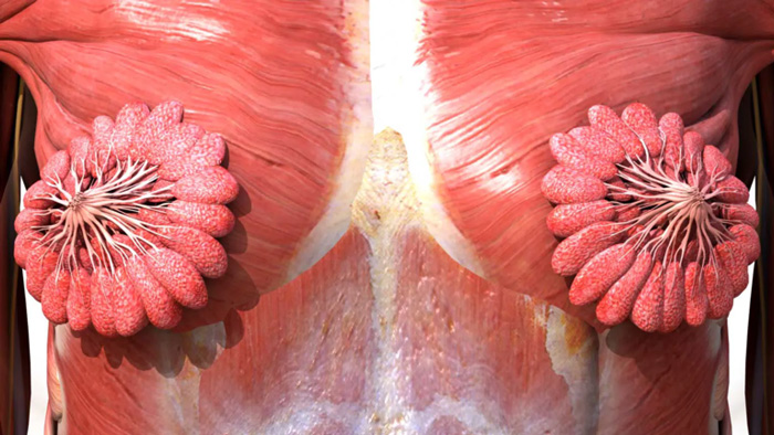 ANATOMIA DE LOS SENOS