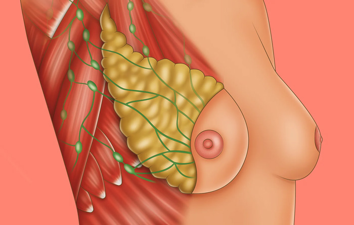 ANATOMIA DE LOS SENOS