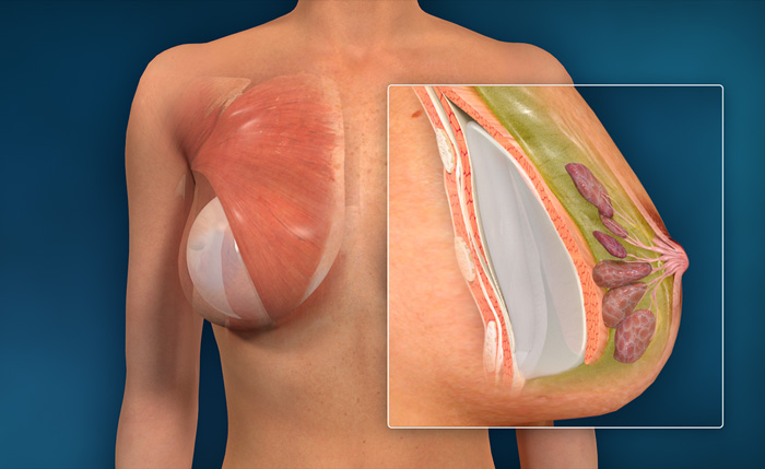 ANATOMIA DE LOS SENOS